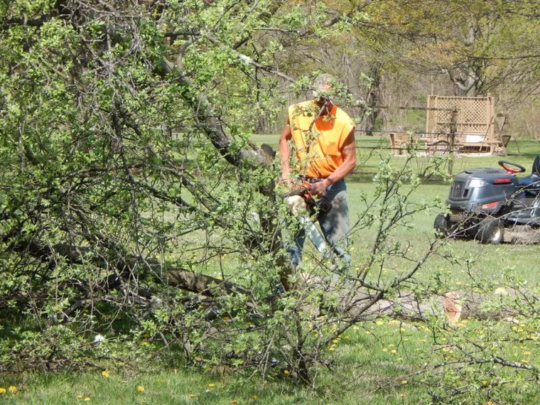 Tree pruning