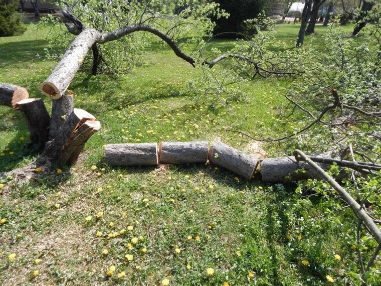 Storm cleanup