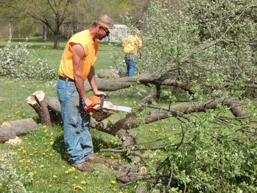 Tree removal in progress